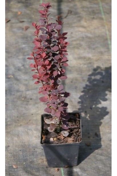 Барбарис тунберга Шоколат Саммер в контейнеріР9